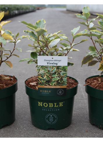 ELAEAGNUS ebbingei VIVELEG En pot 3-4 litres