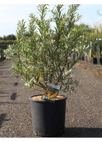 HIPPOPHAE rhamnoides En pot de 10-12 litres
