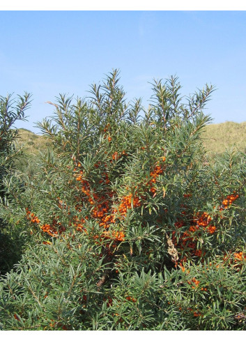 HIPPOPHAE rhamnoides FRIESDORFER ORANGE