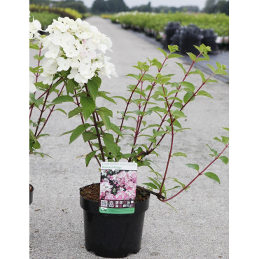 HYDRANGEA paniculata En pot de 3-4 litres