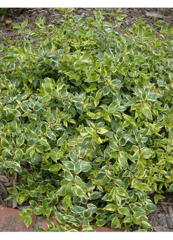 ABELIA SUNSHINE DAYDREAM