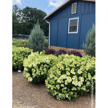 HYDRANGEA paniculata LITTLE HOTTIE