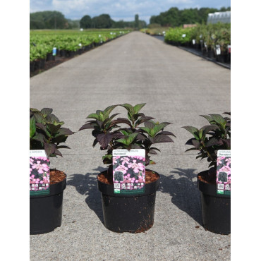 HYDRANGEA serrata DAREDEVIL En pot de 3-4 litres