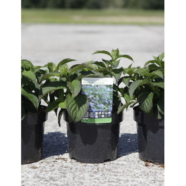 HYDRANGEA serrata MAGIC SEDUCTION En pot de 3-4 litres