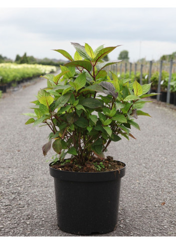 HYDRANGEA serrata PREZIOSA En pot de 10-12 litres