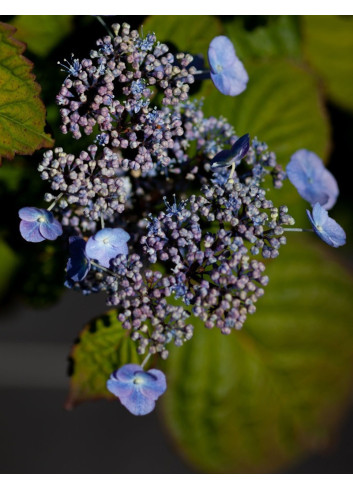 HYDRANGEA serrata VEERLE