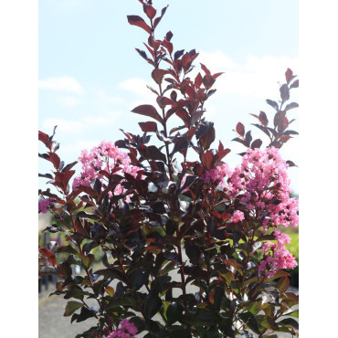 LAGERSTROEMIA RHAPSODY IN PINK