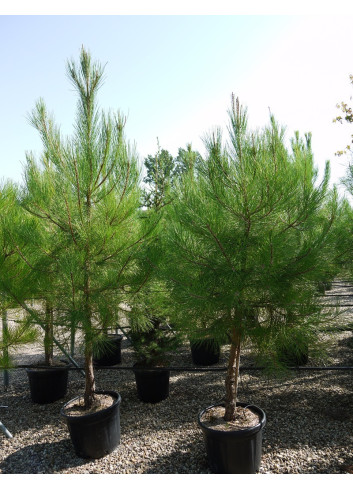 PINUS PINASTER En pot de 35-50 litres