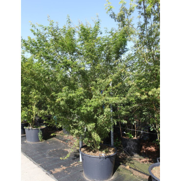 ACER palmatum DISSECTUM SEIRYU En pot de 150-170 litres