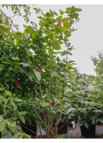 CALYCANTHUS APHRODITE®