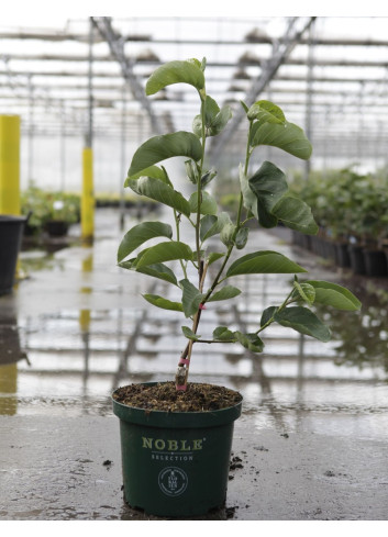 MAGNOLIA DAPHNE® En pot de 10-12 litres