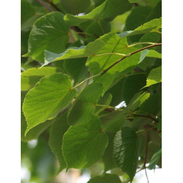TILIA cordata ROELVO