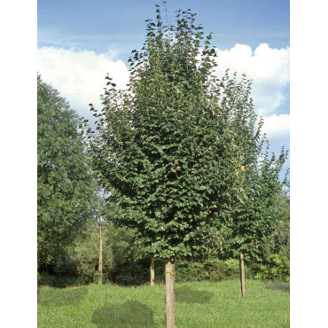 TILIA cordata ROELVO