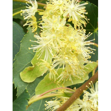 TILIA cordata ROELVO