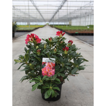 RHODODENDRON SCYPHOCALYX En pot de 4-5 litres