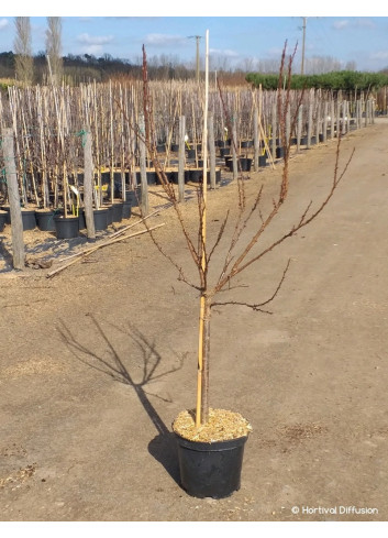 ABRICOTIER En pot de 10-12 litres forme gobelet