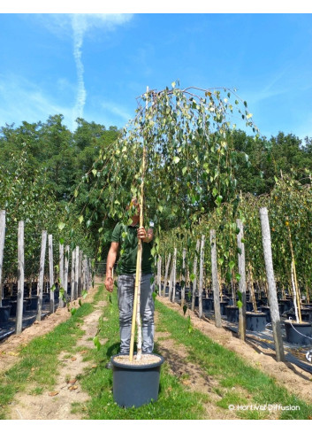 BETULA verrucosa YOUNGII En pot 25-30 litres forme tige hauteur du tronc 180-200 cm
