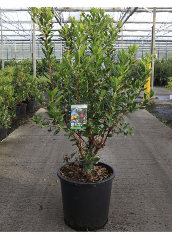 ARBUTUS unedo COMPACTA En pot de 25-30 litres