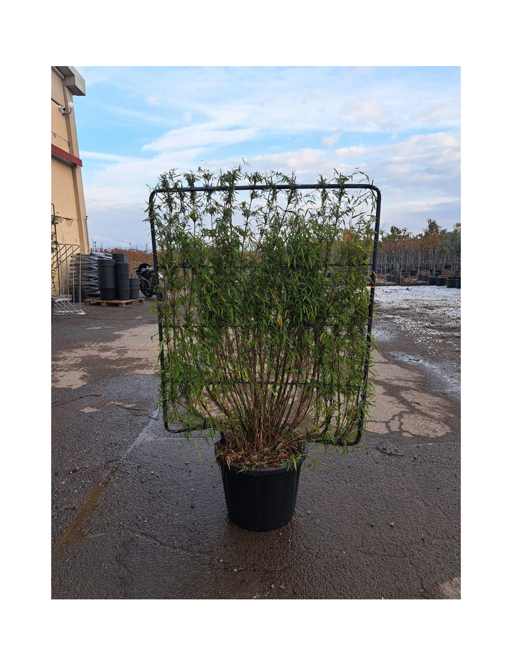 FARGESIA angustissima En pot de 35-50 litres forme espalier hauteur 115 cm - largeur 100 cm