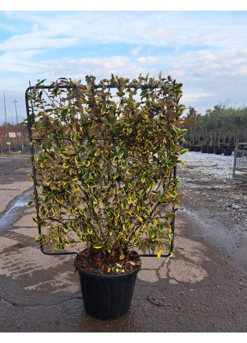 ELAEAGNUS ebbingei Gilt hedge En pot de 35-50 litres forme espalier hauteur 115 cm - largeur 100 cm