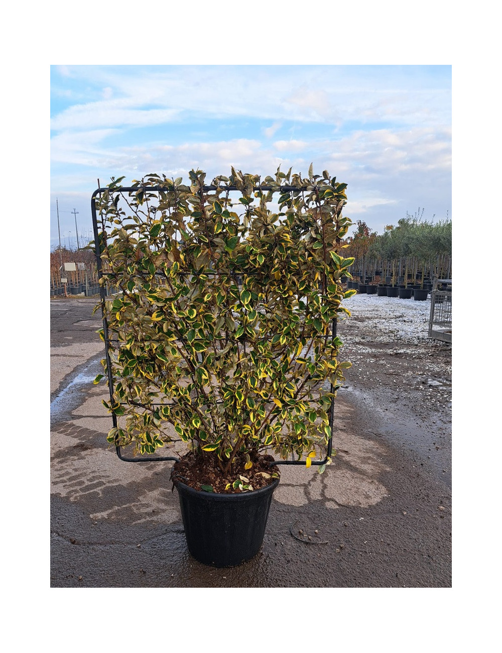 ELAEAGNUS ebbingei Gilt hedge En pot de 35-50 litres forme espalier hauteur 115 cm - largeur 100 cm