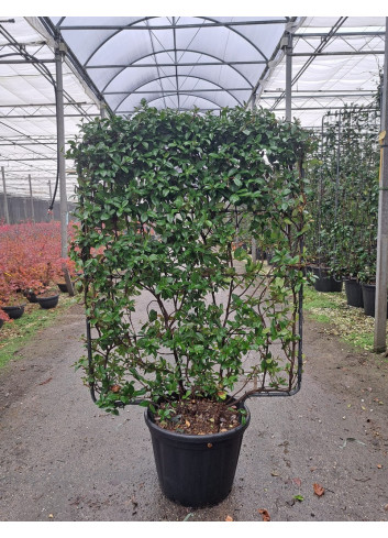 TRACHELOSPERMUM jasminoides En pot de 35-50 litres forme espalier hauteur 115 cm - largeur 100 cm