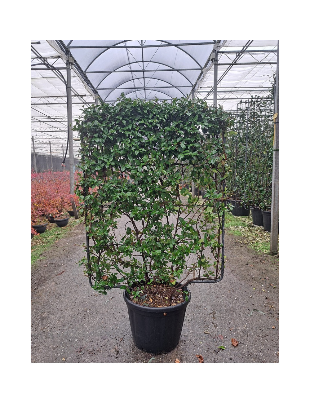 TRACHELOSPERMUM jasminoides En pot de 35-50 litres forme espalier hauteur 115 cm - largeur 100 cm