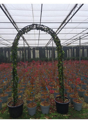 TRACHELOSPERMUM jasminoides En pot de 35-50 litres forme arche