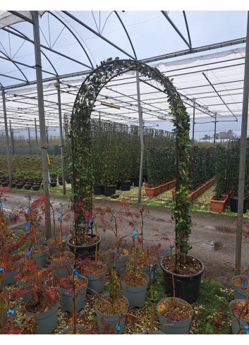 TRACHELOSPERMUM jasminoides En pot de 35-50 litres forme arche