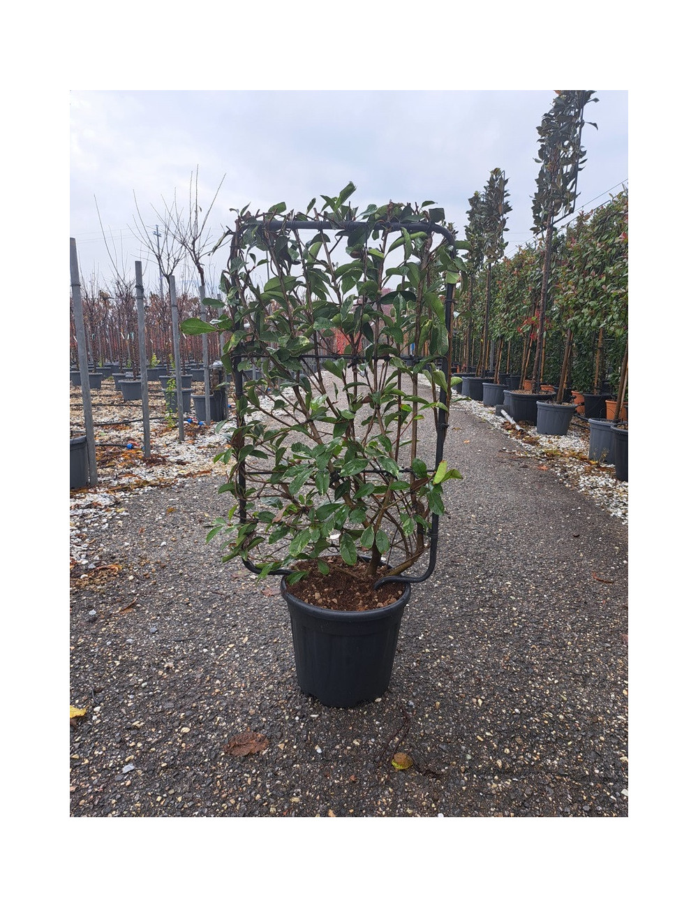 PHOTINIA fraseri PINK MARBLE® En pot de 15-20 litres forme espalier hauteur totale y compris le pot 110 cm - largeur 060 cm