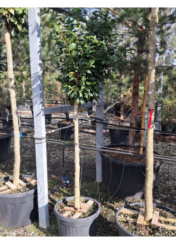 CAMELLIA japonica En pot forme tige hauteur du tronc 090-110 cm