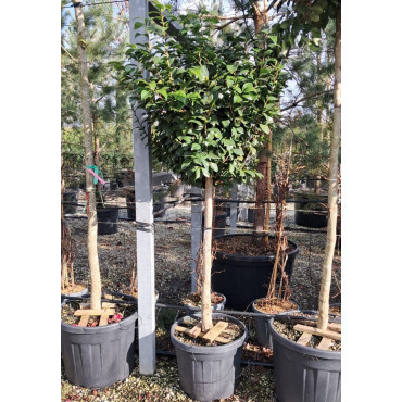 CAMELLIA japonica En pot forme tige hauteur du tronc 090-110 cm