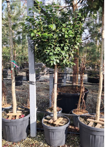 CAMELLIA japonica En pot forme tige hauteur du tronc 090-110 cm