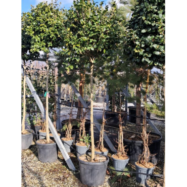 CAMELLIA japonica En pot forme tige hauteur du tronc 180-200 cm