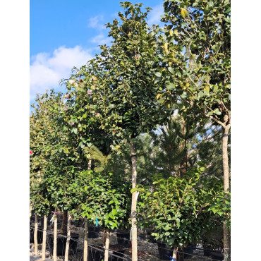 CAMELLIA japonica En pot forme tige hauteur du tronc 180-200 cm