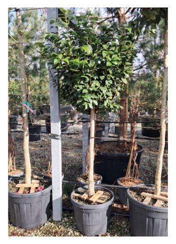 CAMELLIA japonica En pot forme tige hauteur du tronc 090-110 cm