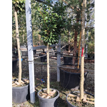 CAMELLIA japonica En pot forme tige hauteur du tronc 090-110 cm