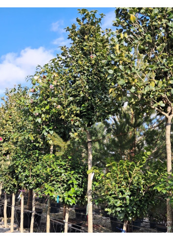CAMELLIA japonica En pot forme tige hauteur du tronc 180-200 cm