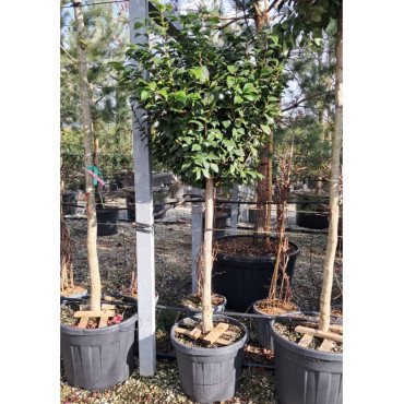 CAMELLIA japonica En pot forme tige hauteur du tronc 090-110 cm