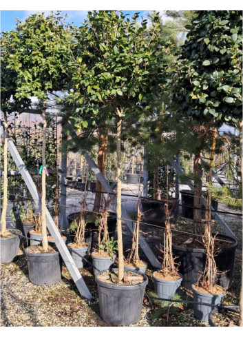 CAMELLIA japonica En pot forme tige hauteur du tronc 180-200 cm