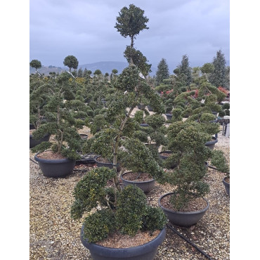 Bonsaï de jardin - ILEX crenata KINME hauteur 160-180 cm