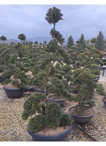 Bonsaï de jardin - ILEX crenata KINME hauteur 160-180 cm