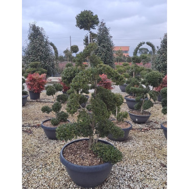 Bonsaï de jardin - ILEX crenata KINME hauteur 140-160 cm