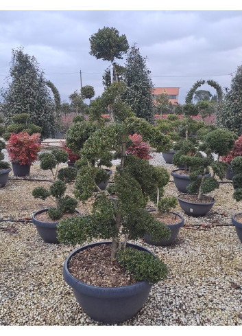 Bonsaï de jardin - ILEX crenata KINME hauteur 140-160 cm