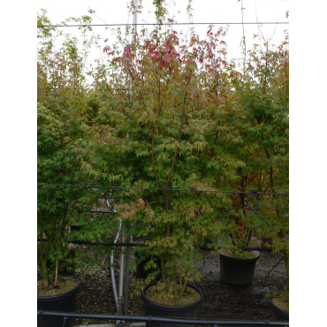 ACER palmatum En pot de 90-110 litres