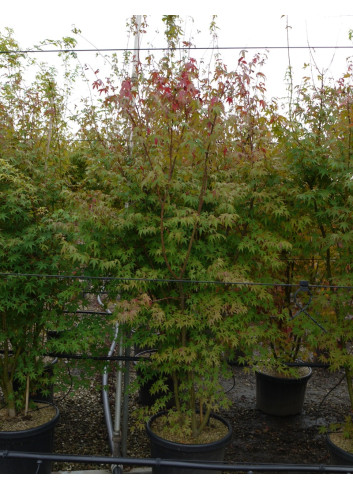 ACER palmatum En pot de 90-110 litres