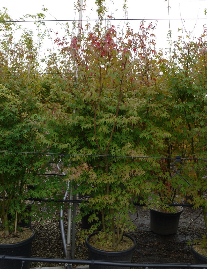 ACER palmatum En pot de 90-110 litres