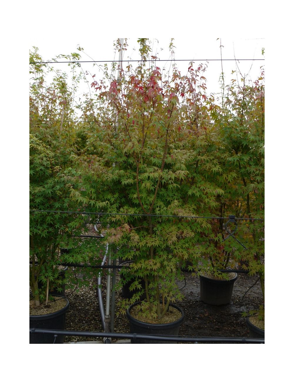 ACER palmatum En pot de 90-110 litres