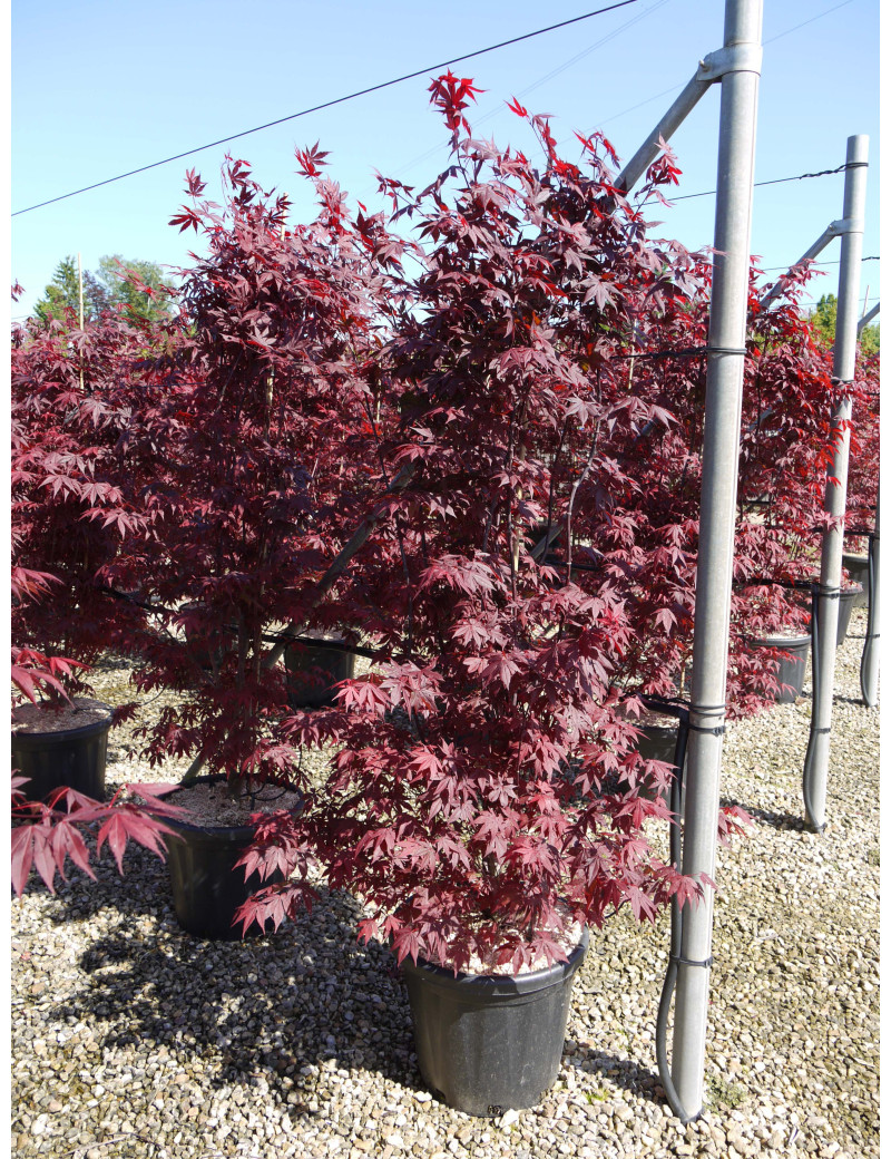 ACER palmatum ATROPURPUREUM En pot de 70-90 litres