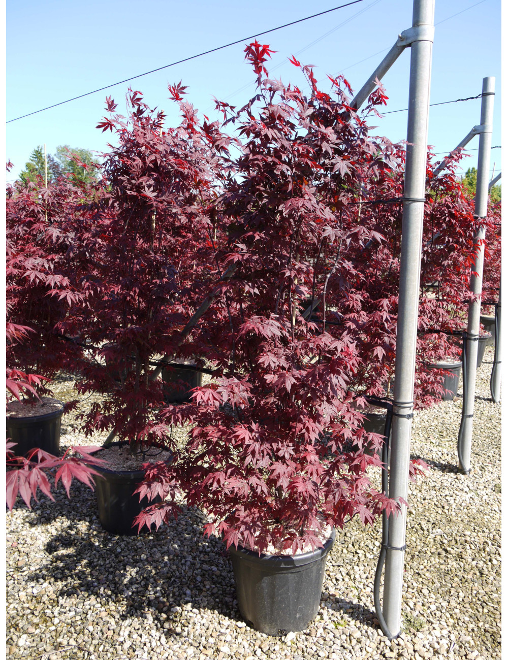 ACER palmatum ATROPURPUREUM En pot de 70-90 litres